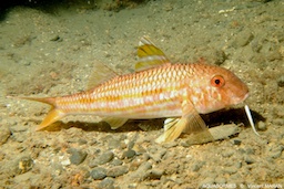 Le Rouget Barbet de Roche