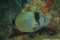 Le Sar à tête noire