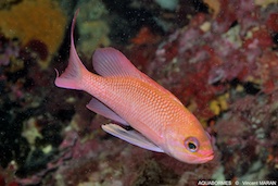 L'Anthias