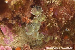 Le Petit Ver Myxicole