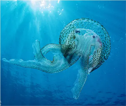 Une méduse en pleine eau