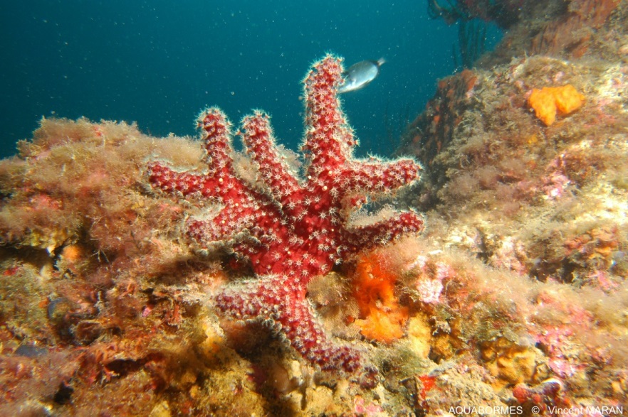 Photographie d'un alcyon