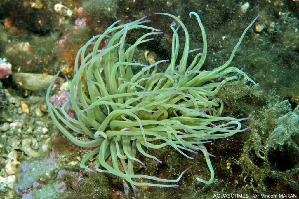Photographie d'une anémone verte