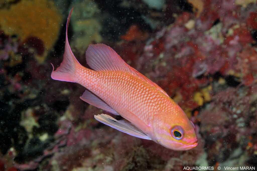 Photographie d'un anthias, poisson rouge avec de gros yeux noirs
