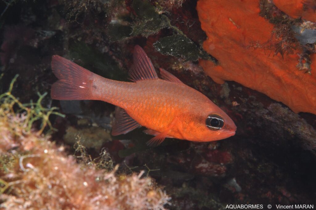 Photographie d'un apogon, poisson ressemblant au poisson rouge avec un oeil noir zebré de blanc