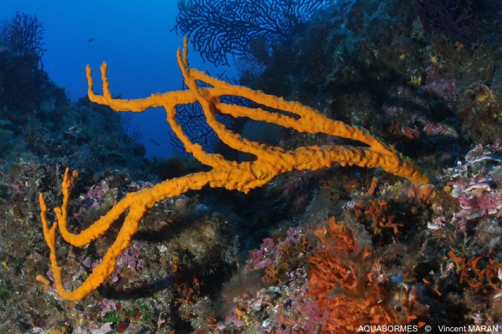 Photographie d'une axinelle commune avec ses grands bras jaunes