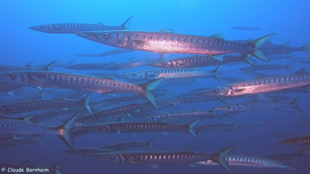 Photographie d'un banc de barracuda en pleine eau