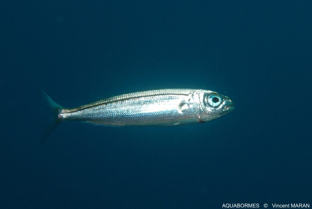 Photographie d'un bogue, petit poisson gris