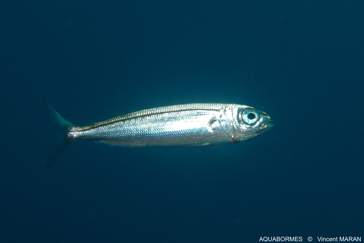 Photographie d'un Bogue