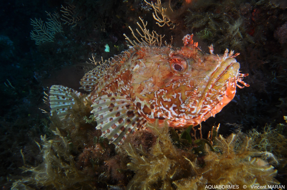 Photographie d'un Chapon