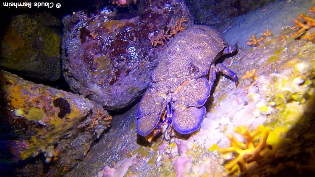 Photographie d'une cigale de mer dans une faille rocheuse