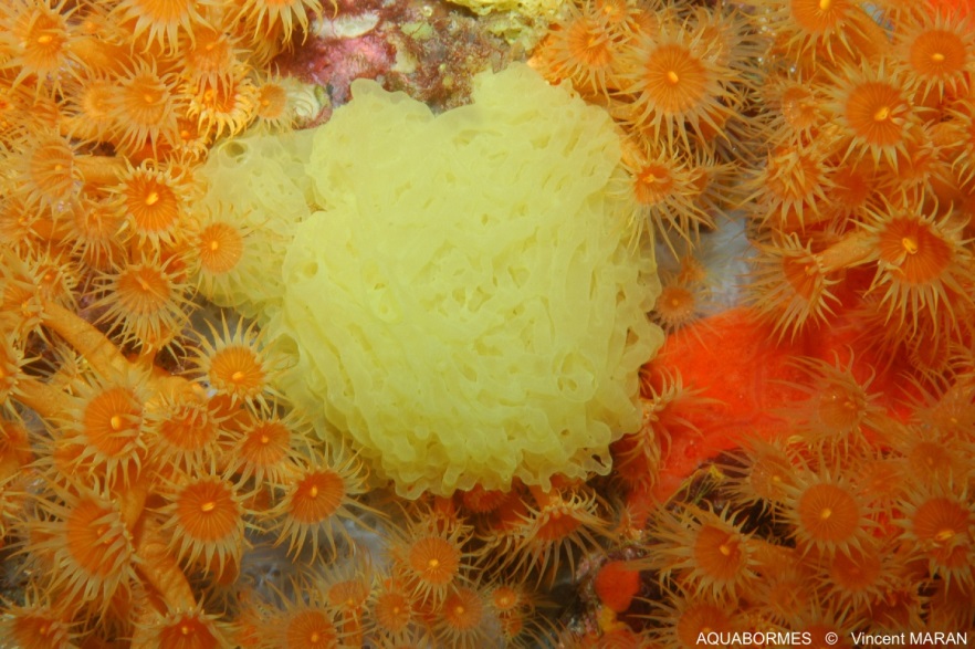 Photographie d'une Clathrine