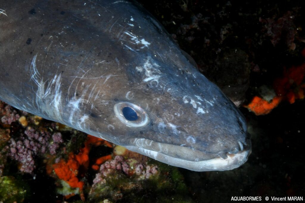 Photographie d'un congre