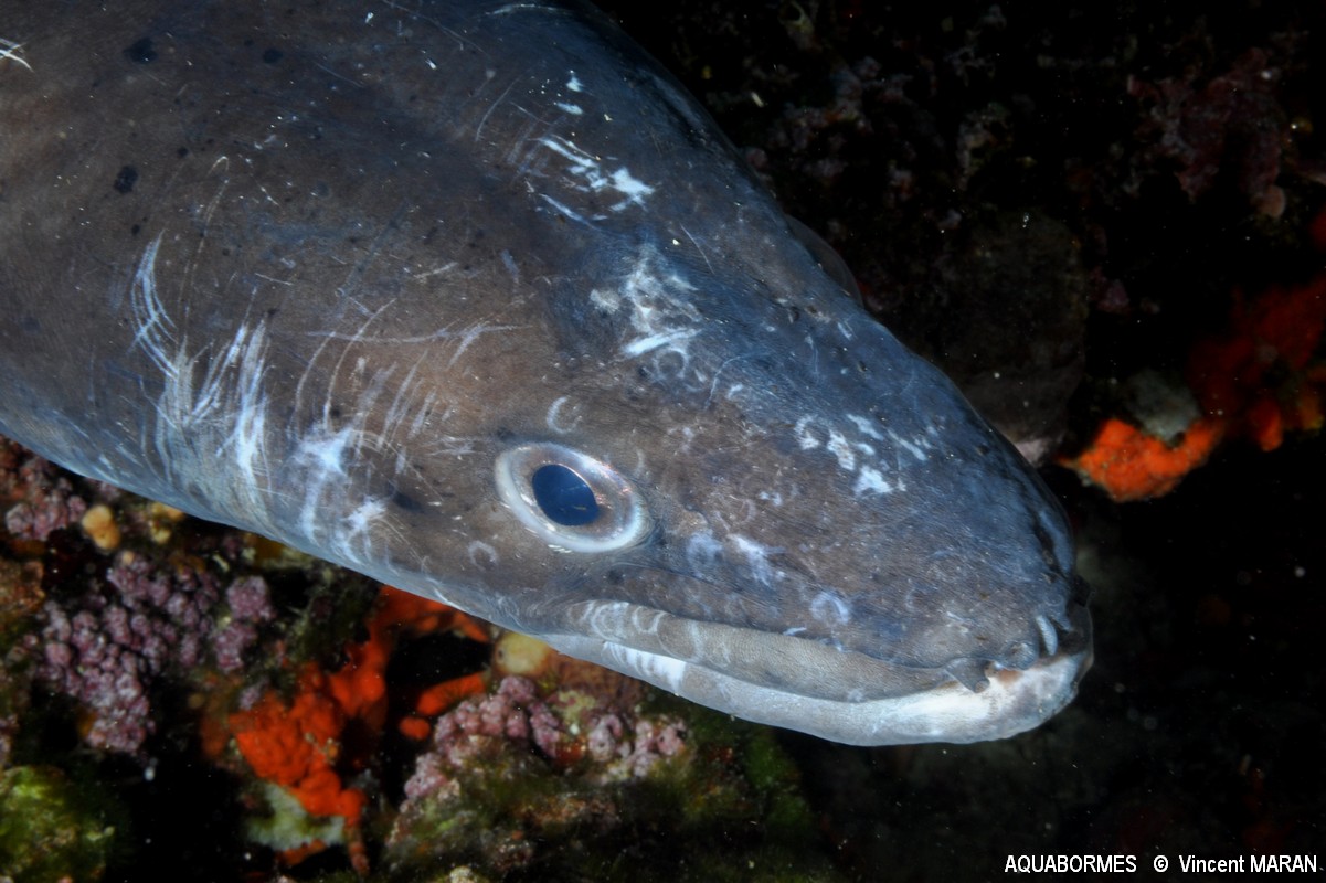 Photographie d'un Congre