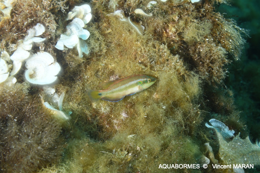 Photographie d'un Crénilabre ocellé