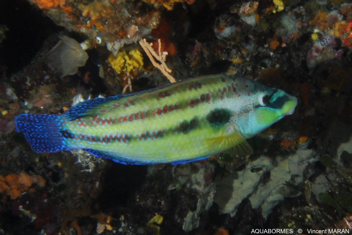 Photographie d'un crénilabre