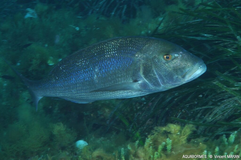 Photographie d'un denti en pleine eau