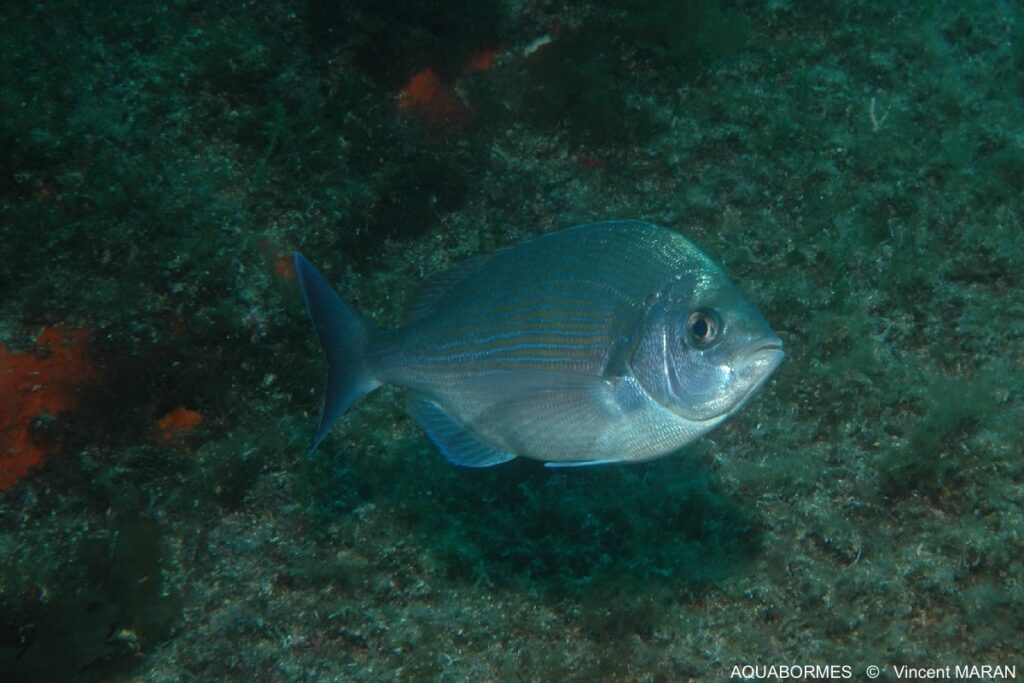 Photographie d'une dorade grise