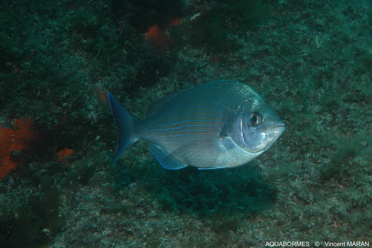 Photographie d'une dorade grise