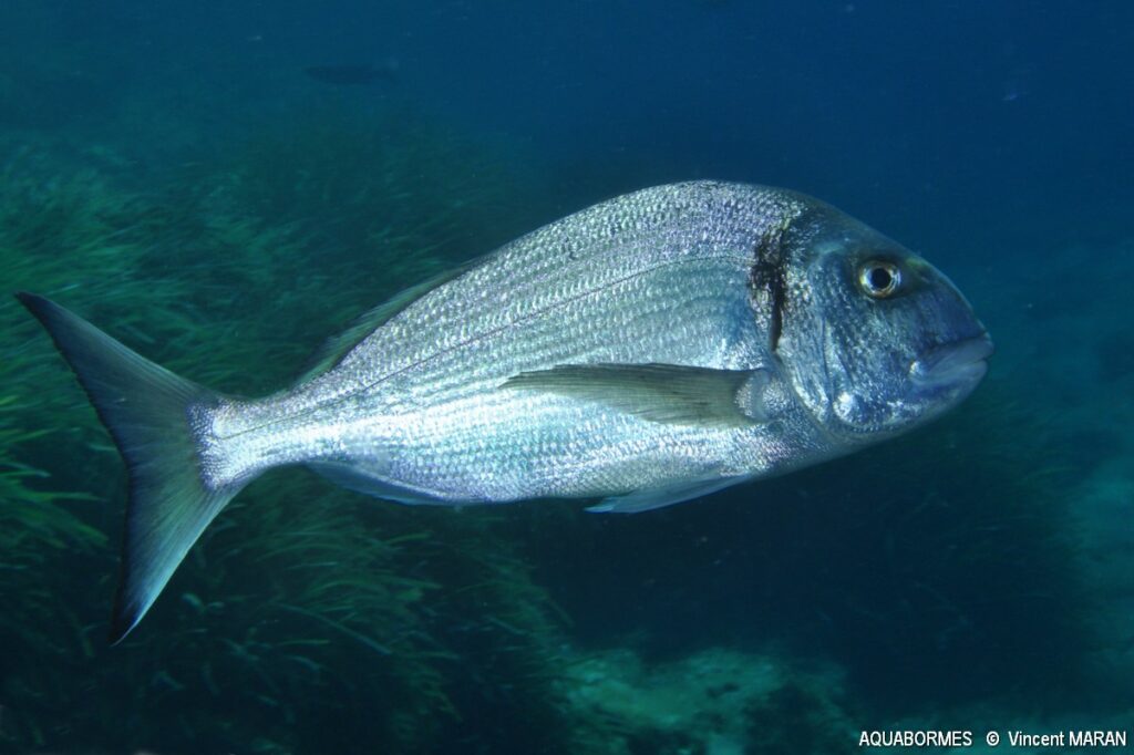 Photographie d'une dorade royale
