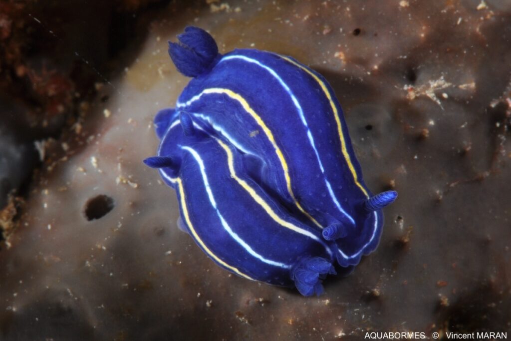 Photographie d'un couple de doris céleste