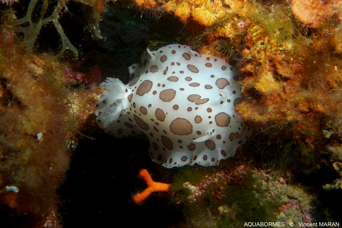 Photographie d'un Doris Dalmatien