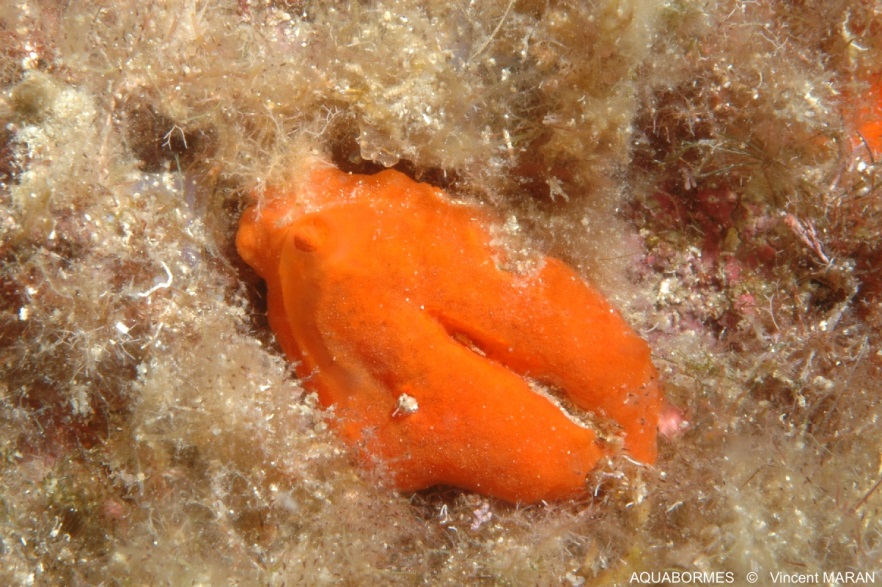 Photographie d'une Éponge encroutante