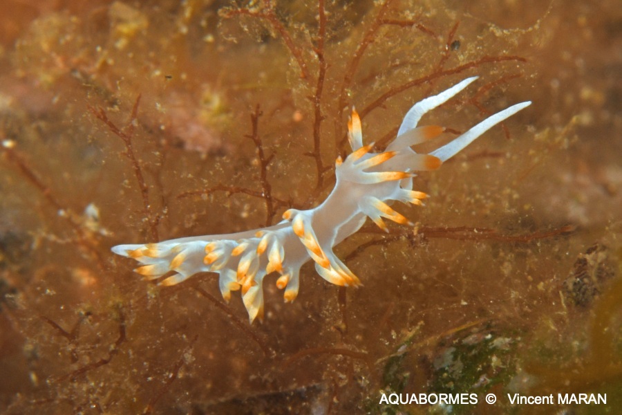 Photographie d'une Flabelline blanche