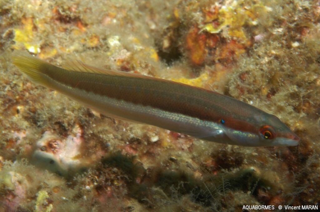 Photographie d'une girelle