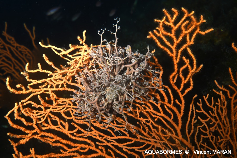 Photographie d'un Gorgonocéphale