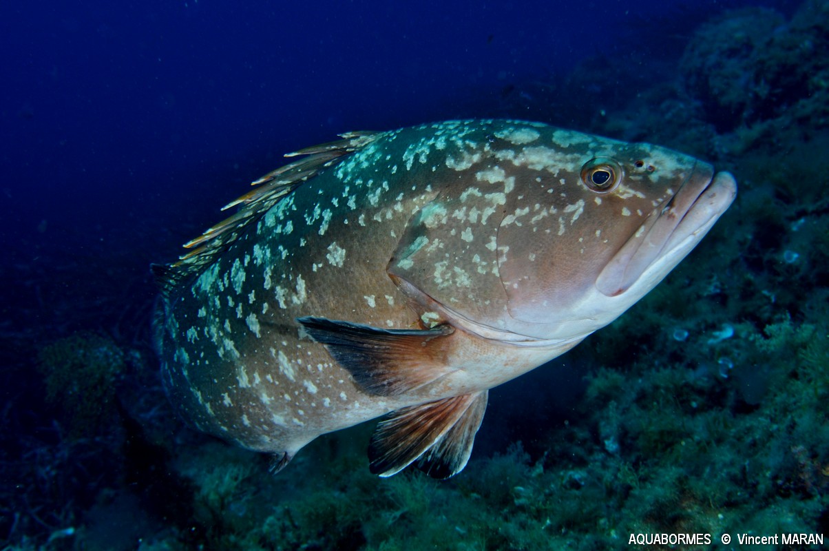 Photographie d'un Mérou brun