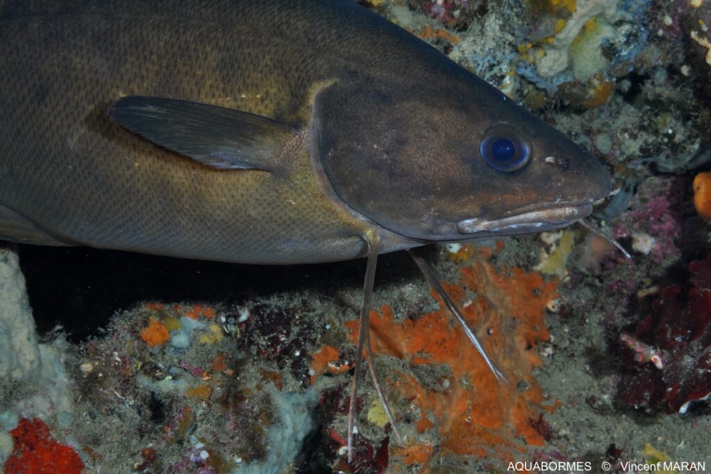 Photographie d'une mostelle près des roches ou on les trouve habituellement