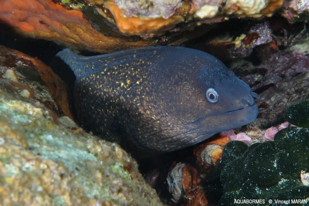Photographie d'une murène dans une faille autour de l'ile de port cros