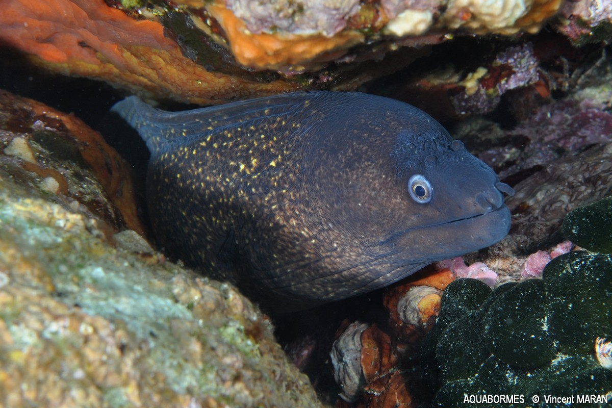 Photographie d'une Murène