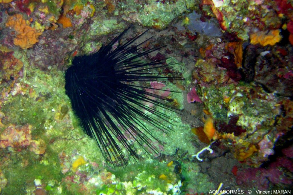 Photographie d'un oursin diadème