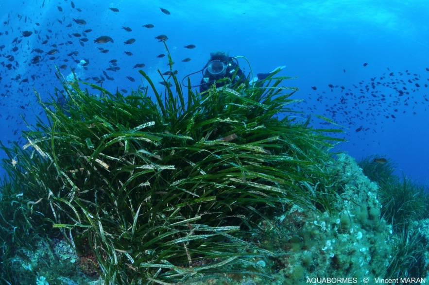 Photographie d'une Posidonie