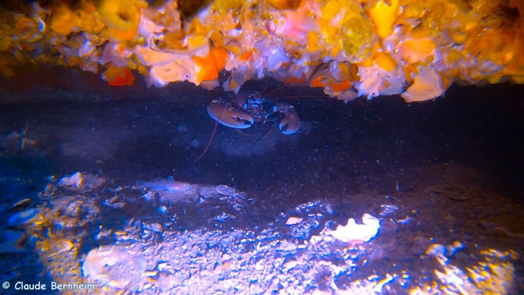 Homard sous l'épave