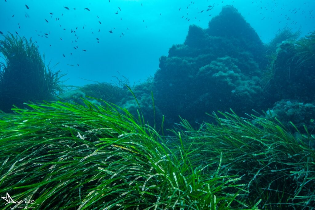 Décor sous marins de port cros avec ses roches et sa posidonie