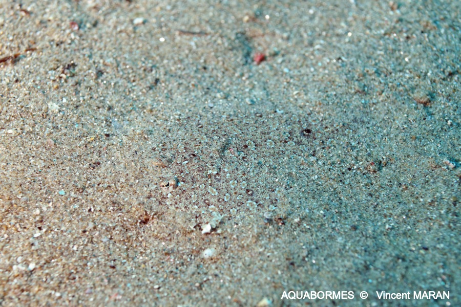 Photographie d'une Rombou