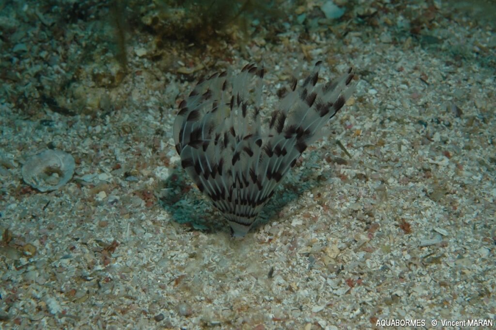 Photographie d'une sabelle dans le sable