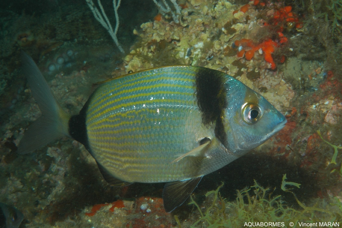 Photographie d'un Sar à tête noire