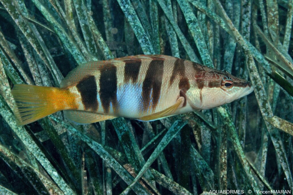 Photographie d'un serran écriture dans la posidonie