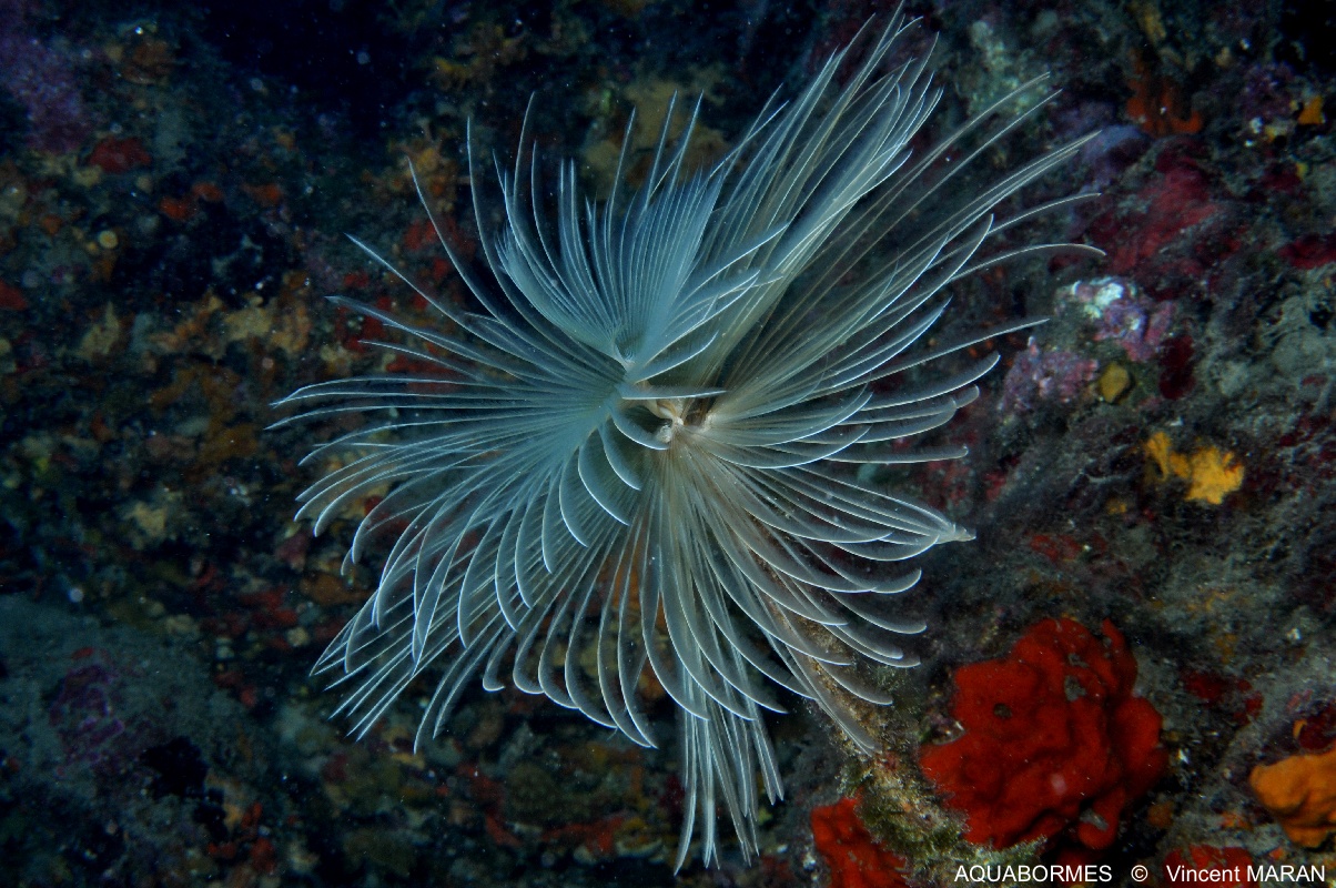 Photographie d'un Spirographe