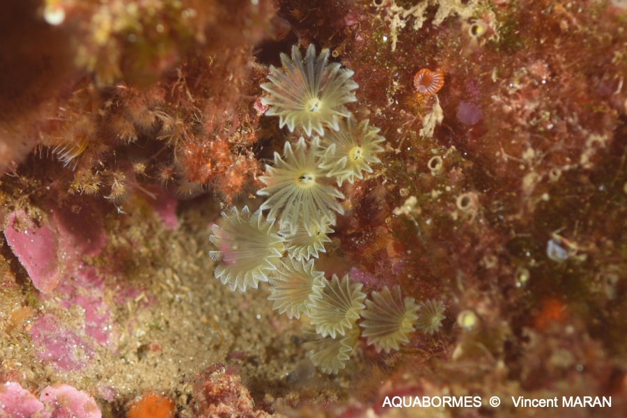 Photographie d'un Ver myxicole